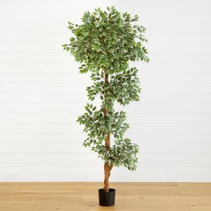 6’ variegated ficus tree
